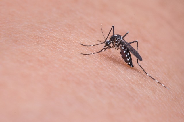 Lo que debes saber acerca del mosquito tigre