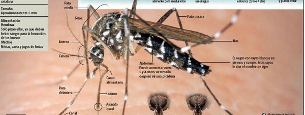 ¡STOP Mosquitos! Manual para evitar ser acribillados este verano