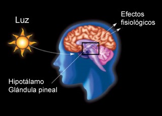 La importancia de la melatonina y sus benefícios frente al cáncer de páncreas