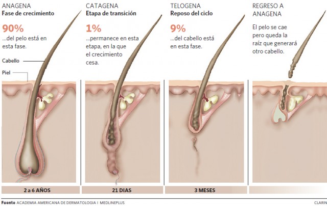 Qué es el Efluvio Telógeno o por qué se nos cae el pelo en Otoño