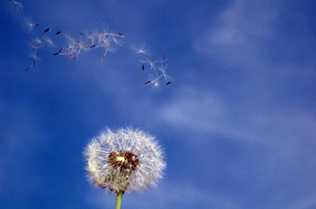 Por una Primavera sin alergias. Tratando la rinoconjuntivitis alérgica