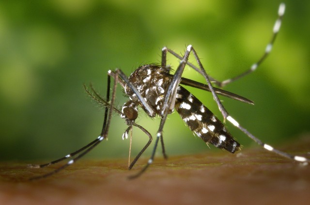 Picaduras de insectos y otros animales