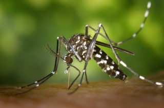 Picaduras de insectos y otros animales