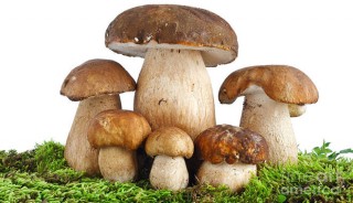 Otoño, temporada de setas, ¿conoces todas sus propiedades?